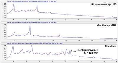 Coculture of Marine Streptomyces sp. With Bacillus sp. Produces a New Piperazic Acid-Bearing Cyclic Peptide